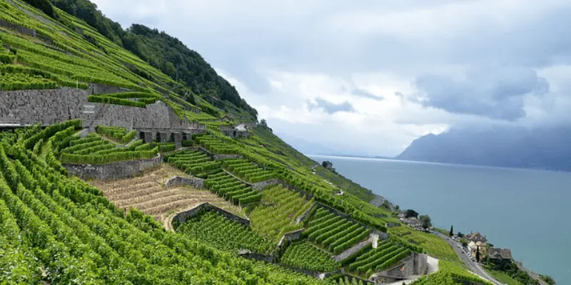 Lavaux Vineyards Switzerland